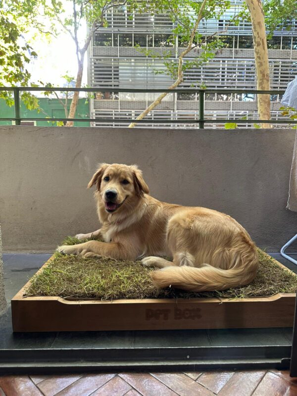 PETBOX GRANDE - Imagen 3