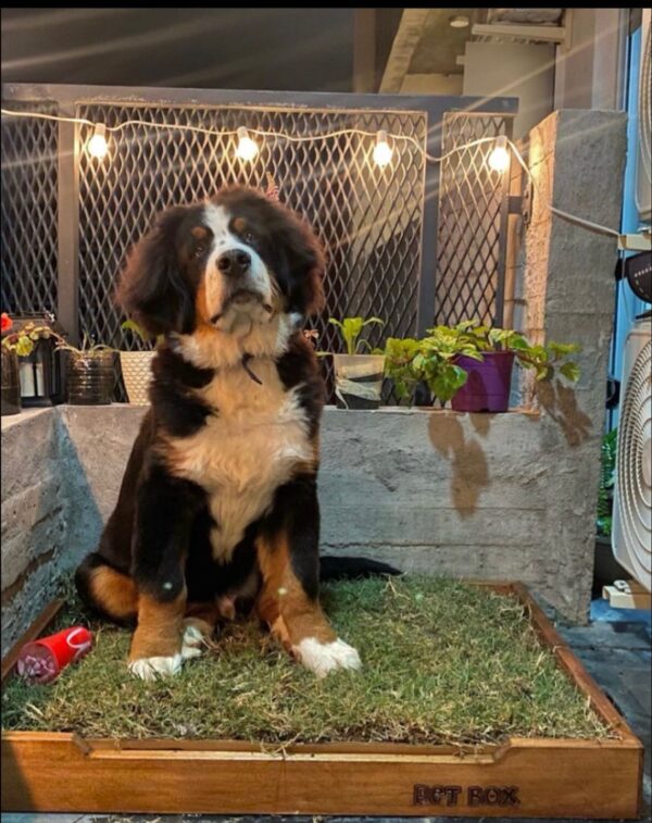 PETBOX GRANDE - Imagen 2